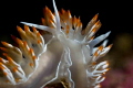   NudibranchNikon D700105mm lens  